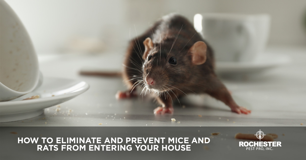 How to Eliminate and Prevent Mice and Rats from Entering Your Hous